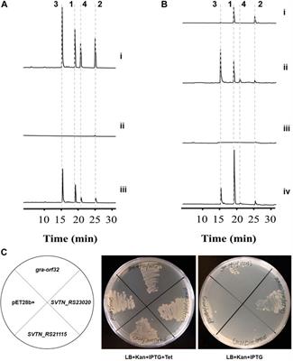 An in-cluster Sfp-type phosphopantetheinyl transferase instead of the holo-ACP synthase activates the granaticin biosynthesis under natural physiological conditions